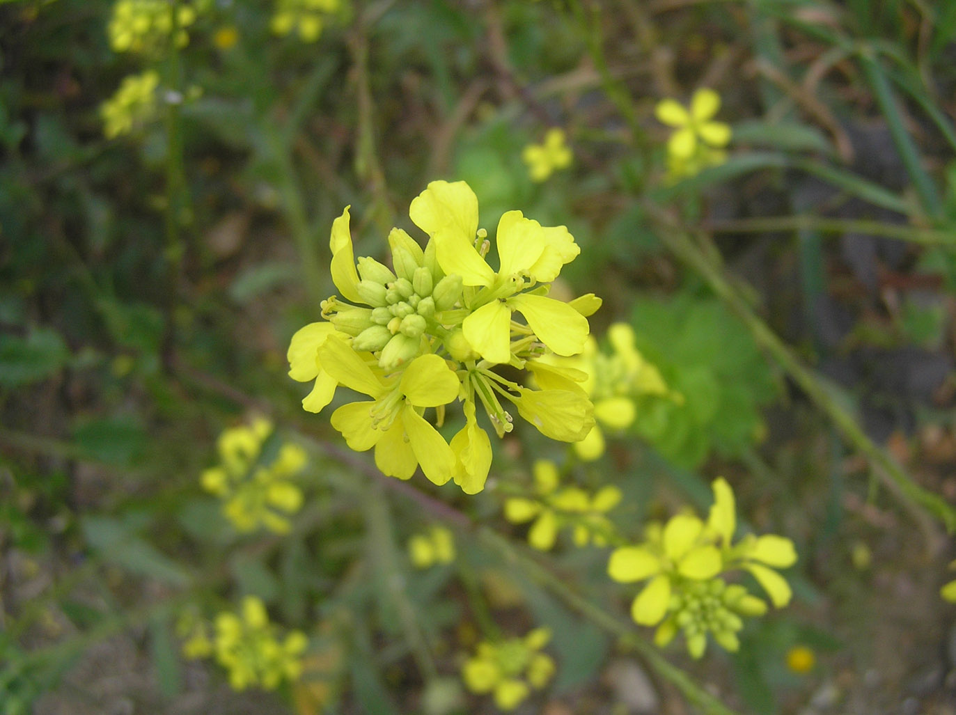 Fiori di campo...